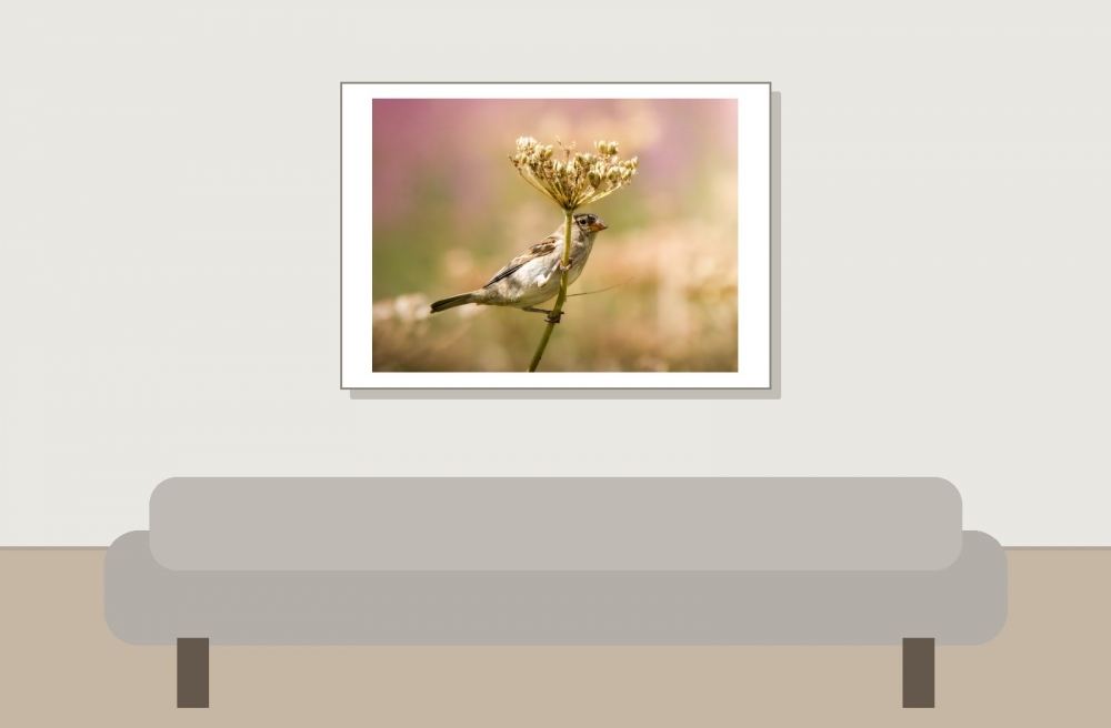 House Sparrow in Tignes — 70 × 50 cm