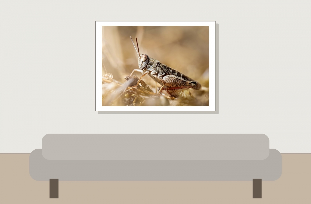 Calliptamus Italicus — Cheny 