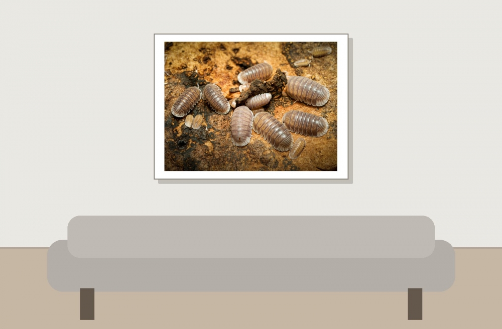 Cubaris White Side — 40 × 30 cm