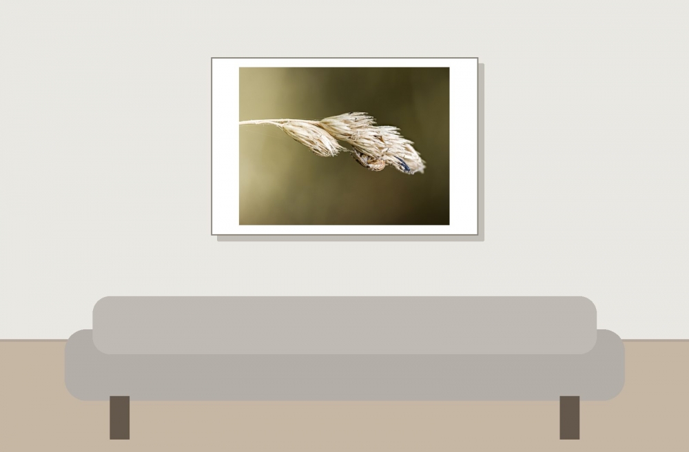 Larinioides Cornutus — Cheny — 60 × 40 cm