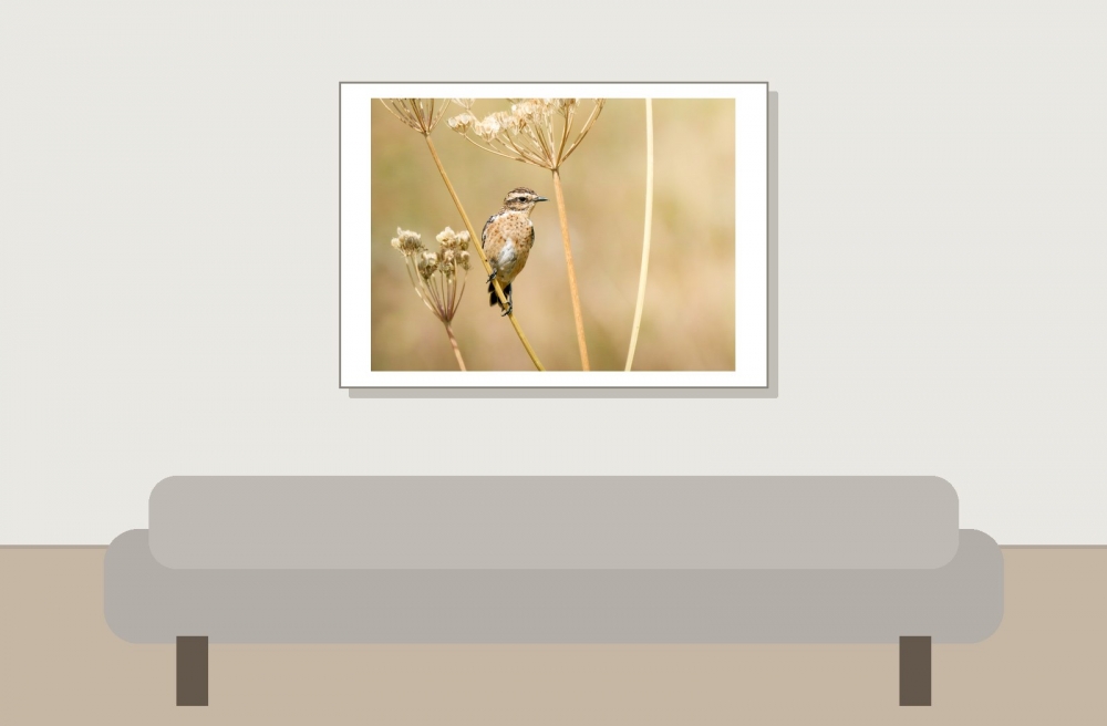 Saxicola Rubetra — Tignes — 70 × 50 cm