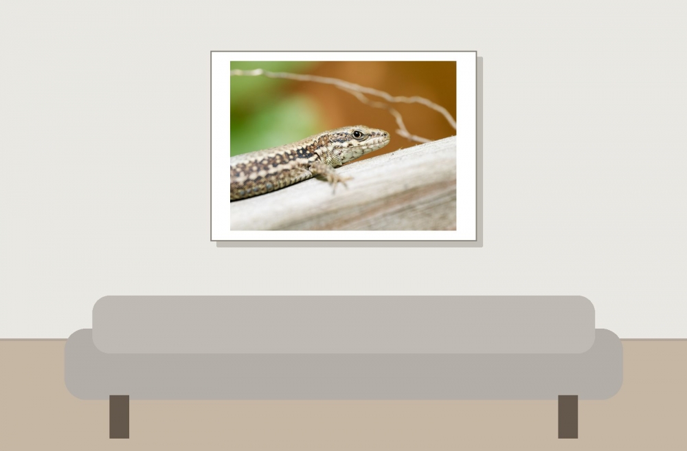 Podarcis Muralis — 20250521 — 70 × 50 cm