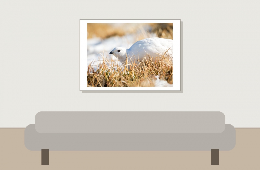 Lagopus Muta 146 — Saint-Agnan-en-Vercors — 70 × 50 cm