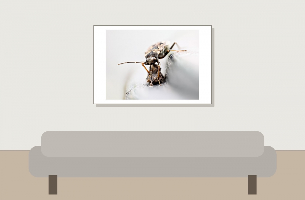 Rhyparochromus Vulgaris — 20250521 — 60 × 40 cm