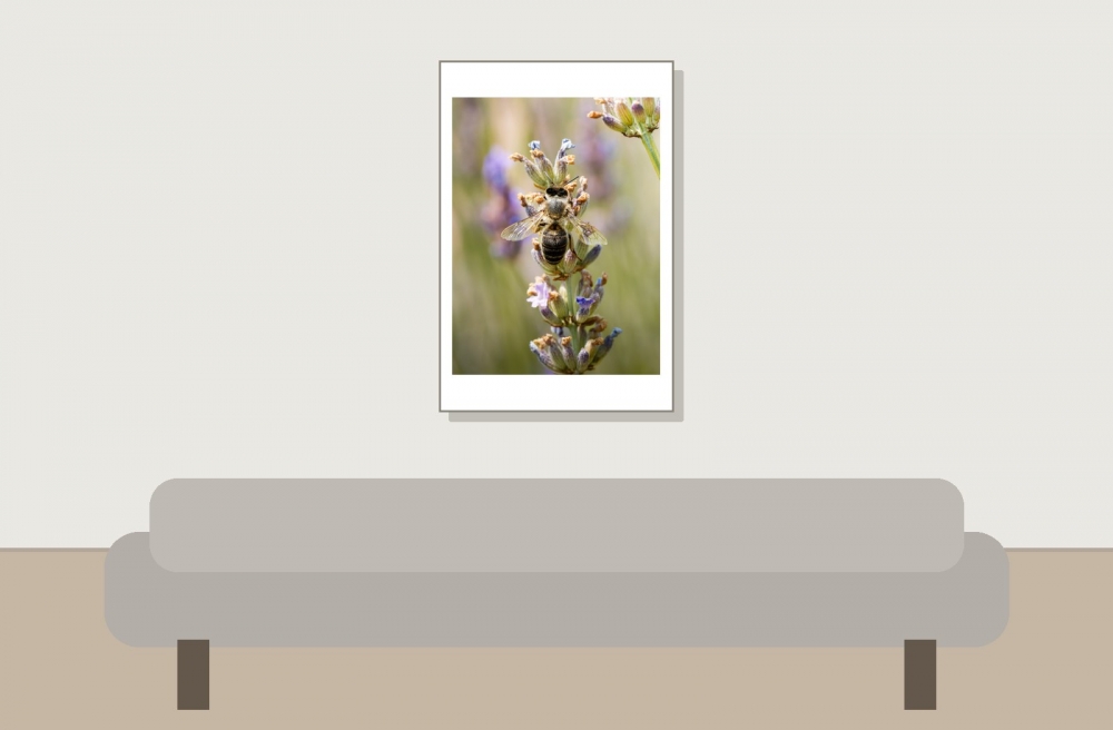 Apis Mellifera — Venoy — 40 × 60 cm
