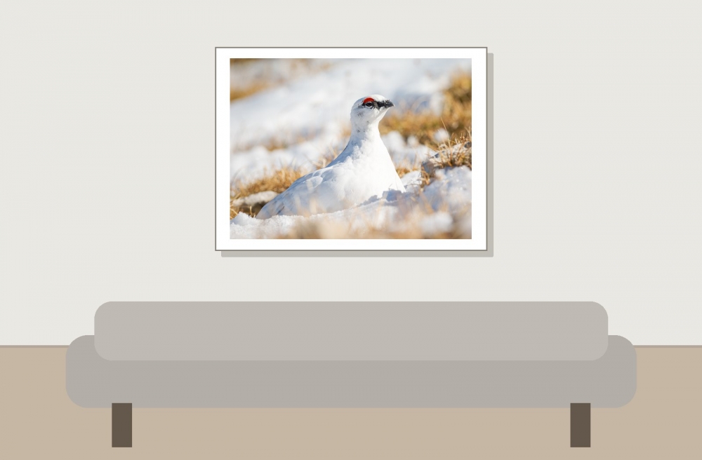 Lagopus Muta 148 — Saint-Agnan-en-Vercors — 40 × 30 cm