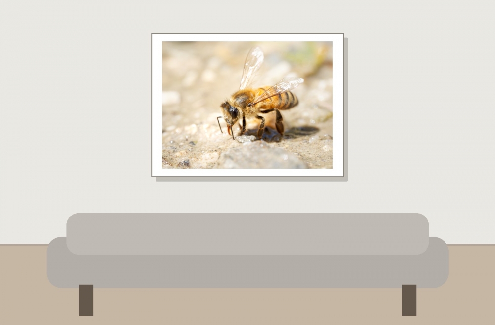 Apis Mellifera — 20250812 — 40 × 30 cm