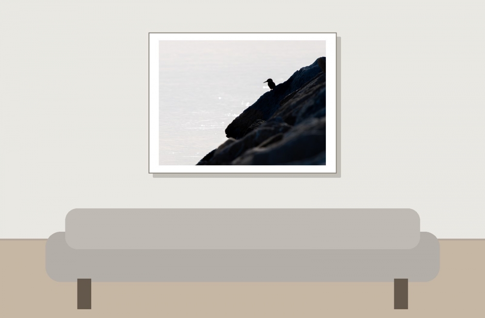 Alcedo Atthis — 20251204 — 40 × 30 cm