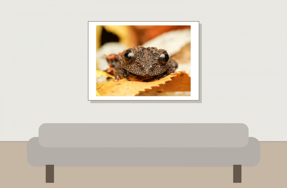 Theloderma Leporosum — 20251115-2025-11-15 — 70 × 50 cm