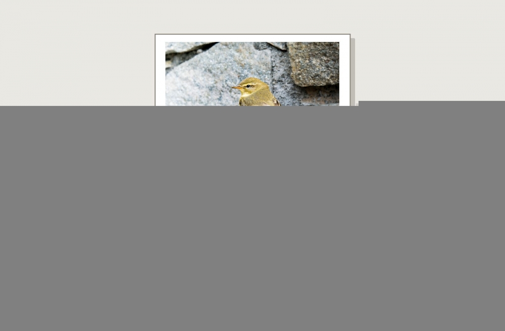 Phylloscopus Trochilus — Tignes — 40 × 30 cm