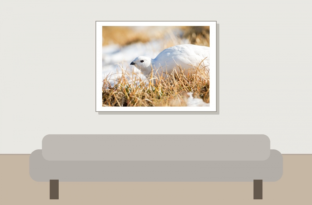 Lagopus Muta 146 — Saint-Agnan-en-Vercors — 40 × 30 cm