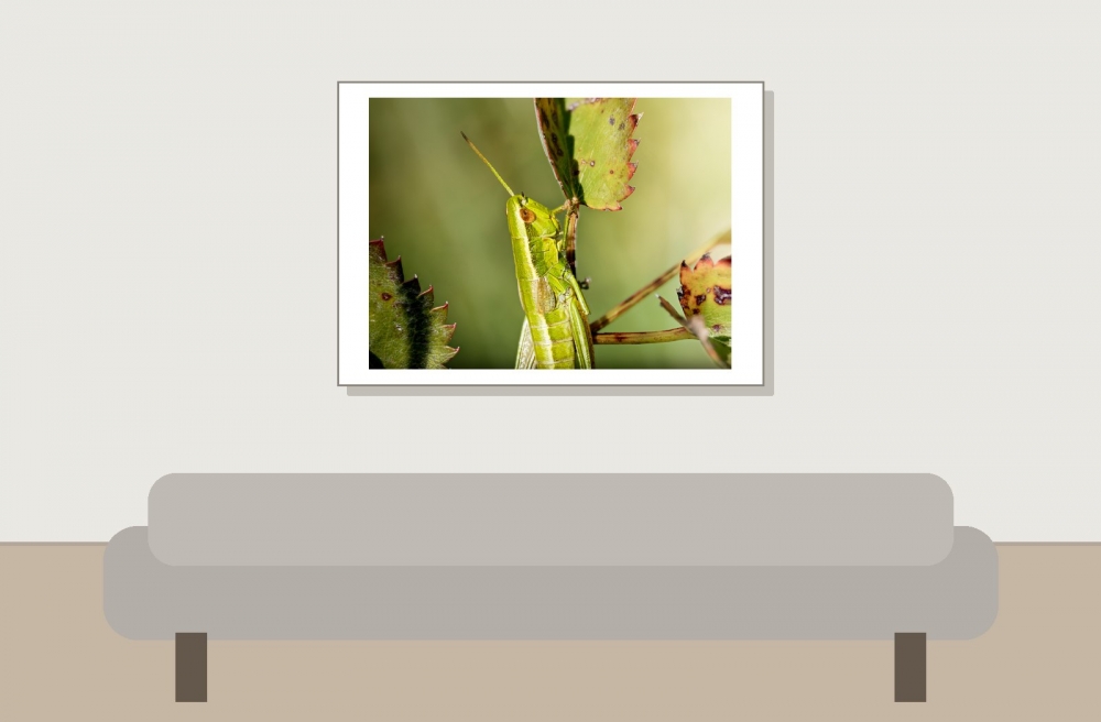 Small Gold Grasshopper in Frasne — 70 × 50 cm