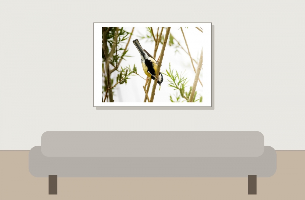 Parus Major — Congis-sur-Thérouanne 