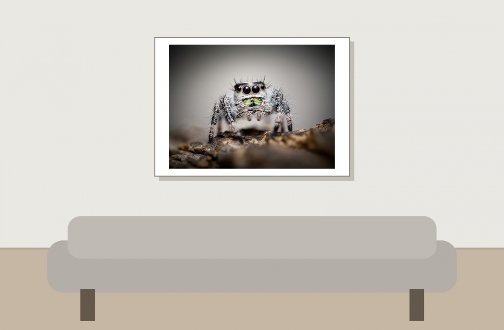 Daenerys — Phidippus regius Bahamas — 70 × 50 cm
