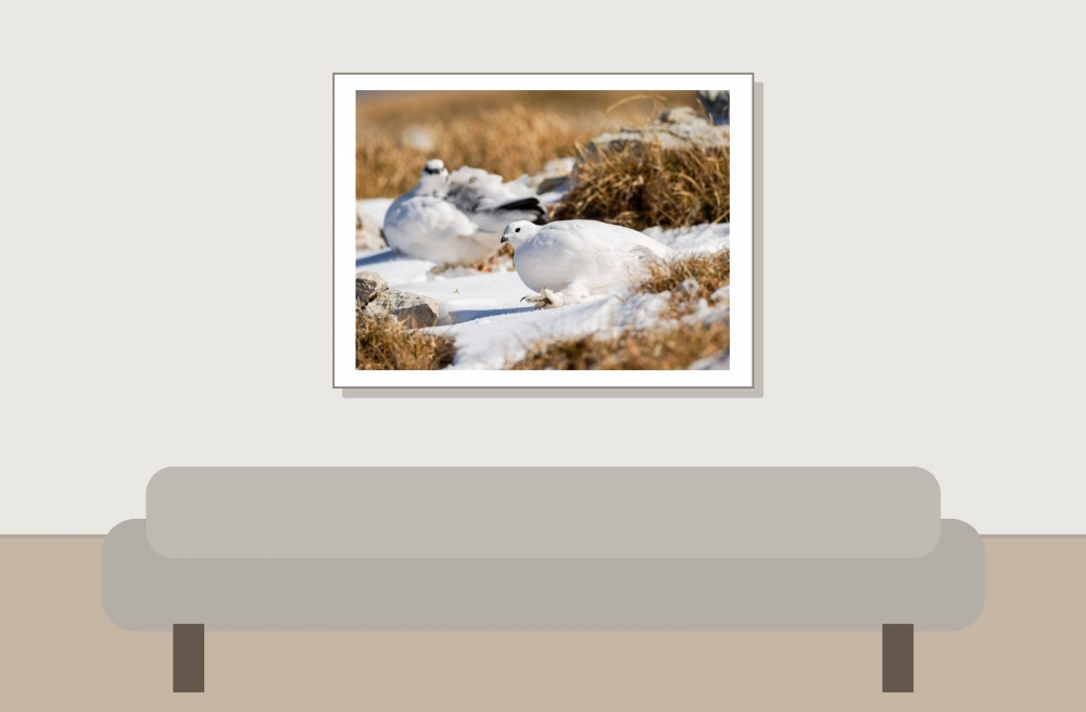 Lagopus Muta 180 — Saint-Agnan-en-Vercors — 40 × 30 cm