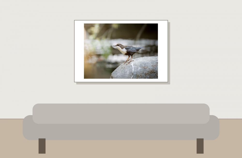 White-throated Dipper in Les Planches-en-Montagne — 60 × 40 cm