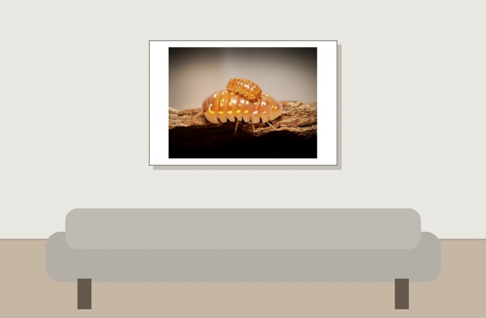 Armandillidium Frontetriangulum Corfu Orange — 60 × 40 cm