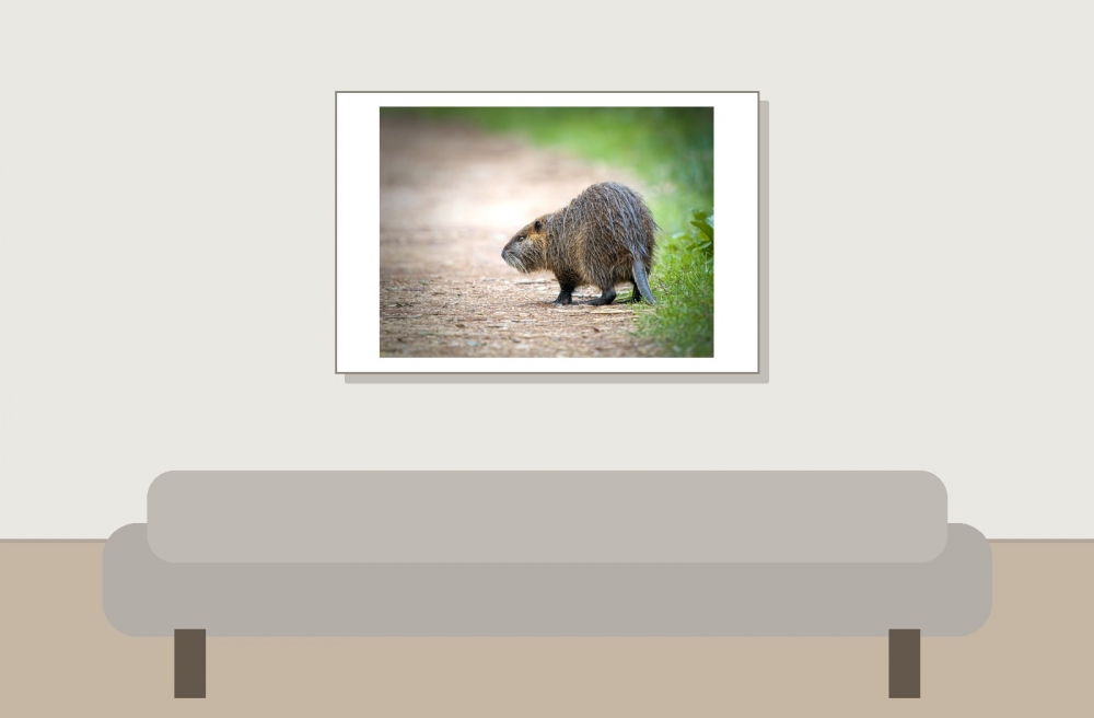Myocastor Coypus — 20251201 — 60 × 40 cm