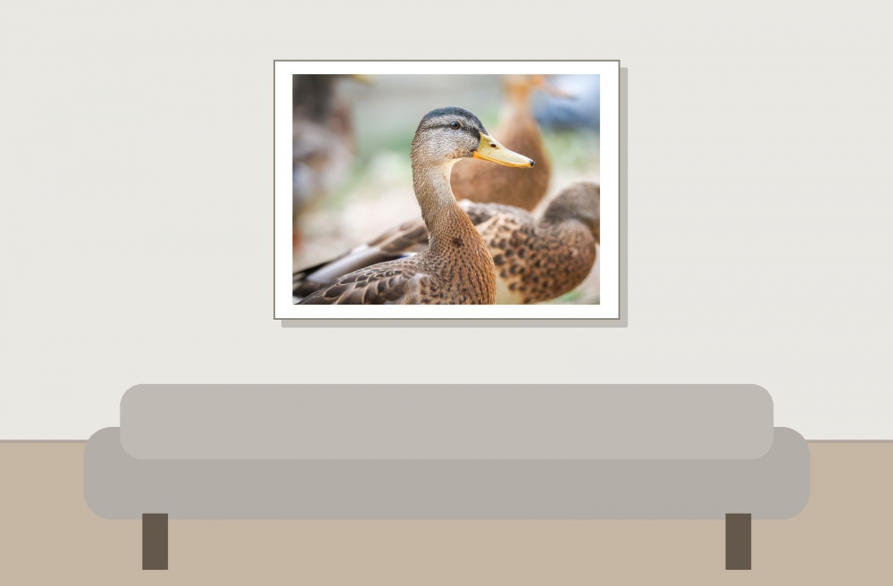 Anas Platyrhynchos — Bois de Boulognes — 40 × 30 cm