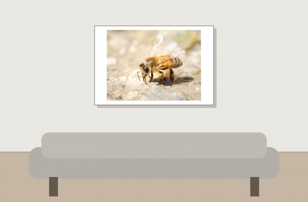 Apis Mellifera — 20250812 — 60 × 40 cm