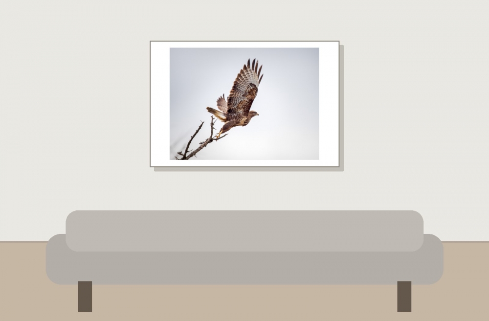 Common Buzzard in 20251204 — 60 × 40 cm
