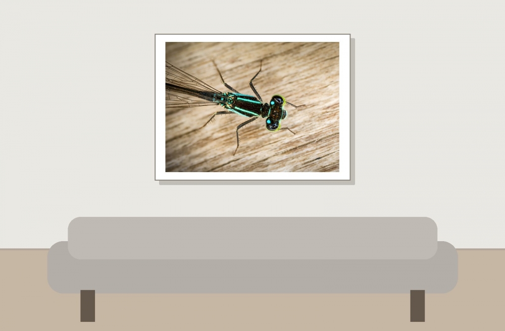 Ischnura Elegans — Mézières-en-Brenne — 40 × 30 cm