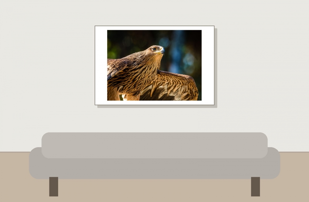 Aquila Chrysaetos — 20251014 — 60 × 40 cm