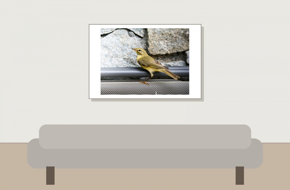 Phylloscopus Trochilus — Tignes — 60 × 40 cm