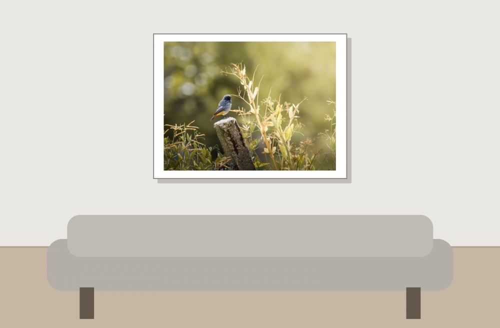 Phoenicurus Ochruros — Les Planches-en-Montagne — 40 × 30 cm