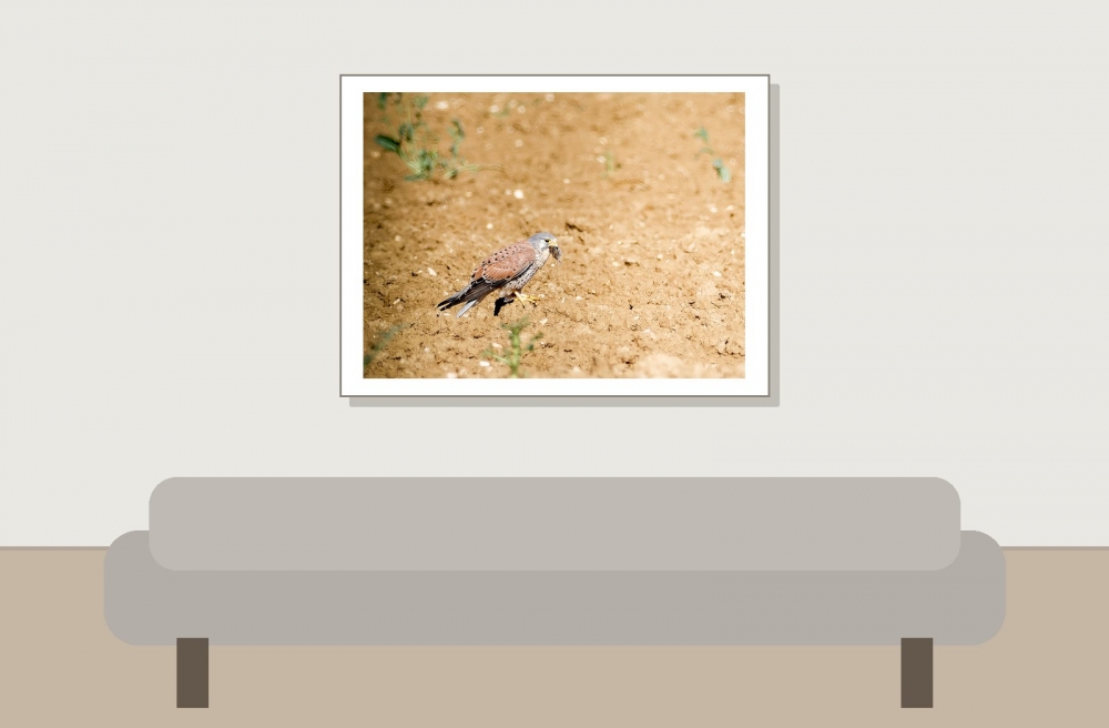 Falco Tinnunculus — Vergigny