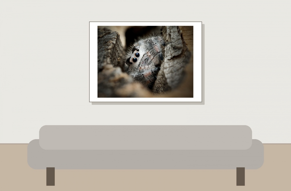Landscape of Phidippus Regius Apalachicola — 70 × 50 cm
