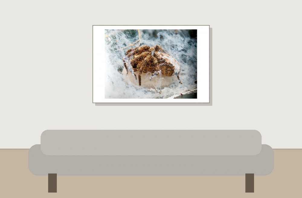 Zoropsis Spinimana 3 — Cheny — 60 × 40 cm