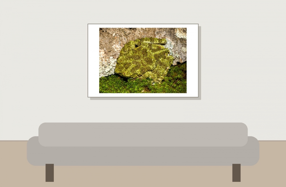 Theloderma Corticale — 20251115-2025-11-15 — 60 × 40 cm