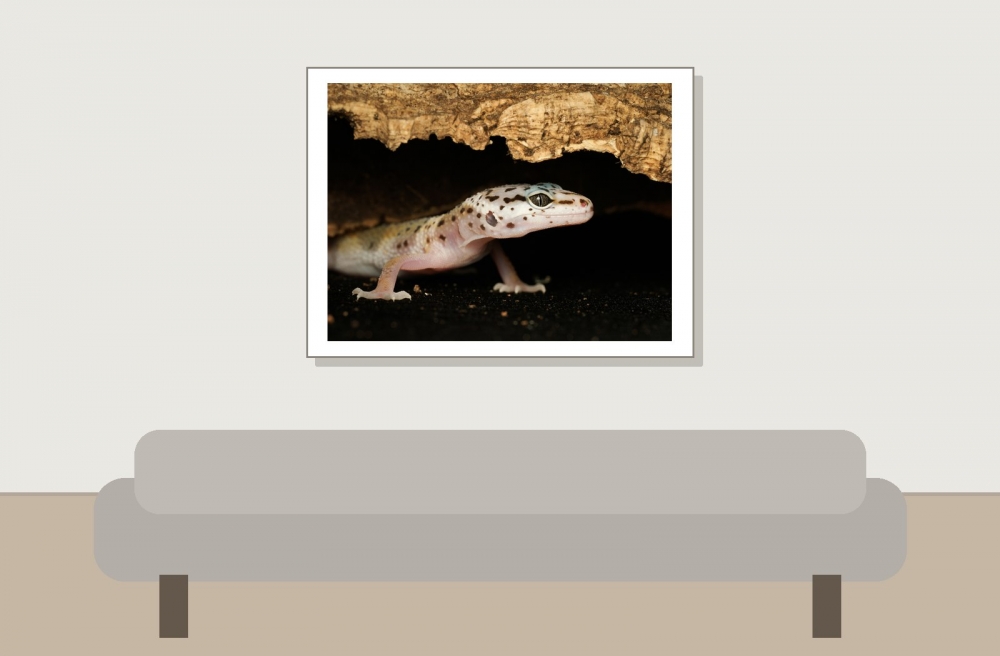 Eublepharis Macularius — 20251114-2025-11-15 — 40 × 30 cm