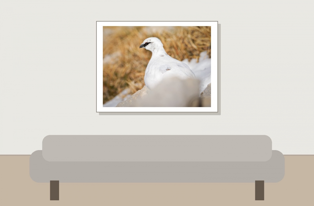 Lagopus Muta 202 — Saint-Agnan-en-Vercors — 40 × 30 cm