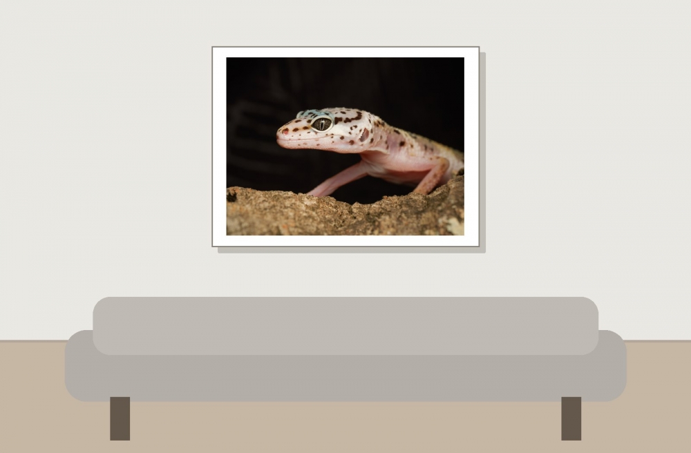 Eublepharis Macularius — 20251114-2025-11-15 — 40 × 30 cm