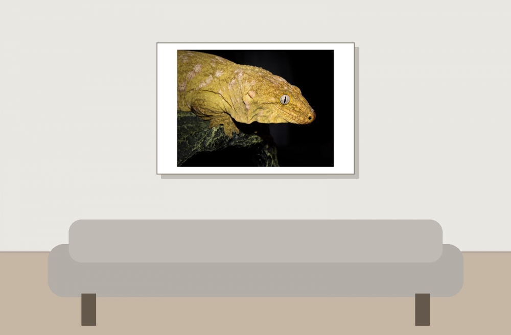 Rhacodactylus Leachianus — 20251115-2025-11-15 — 60 × 40 cm