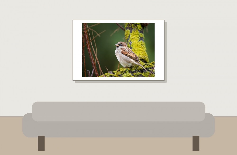 House Sparrow in 20251201 — 60 × 40 cm
