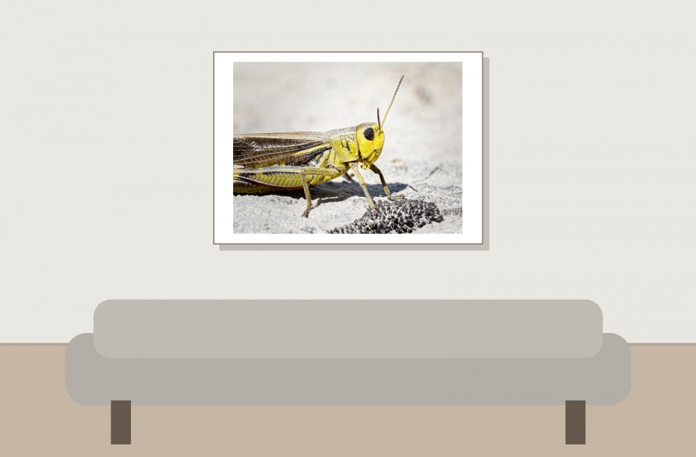 Arcyptera Fusca — 20250811 — 70 × 50 cm