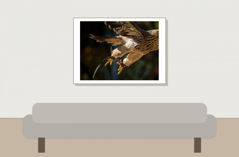 Aquila Chrysaetos — 20251014 — 70 × 50 cm