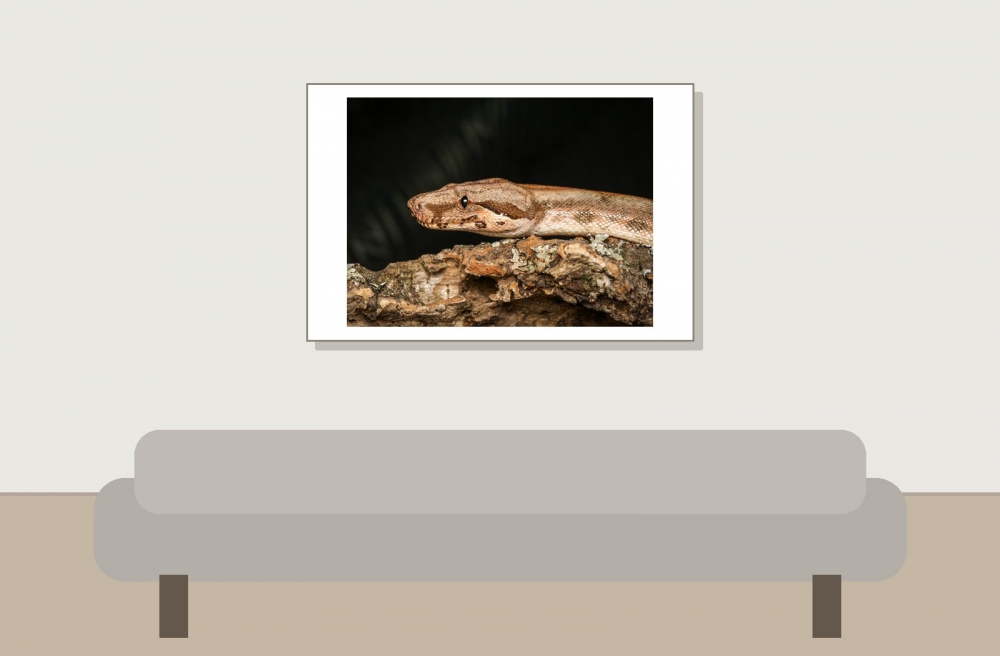 Boa Constrictor — 20251115-2025-11-15 — 60 × 40 cm