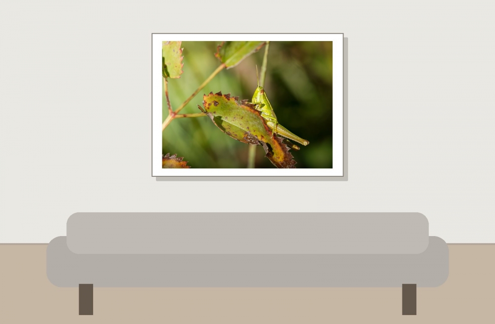 Small Gold Grasshopper in Frasne — 40 × 30 cm