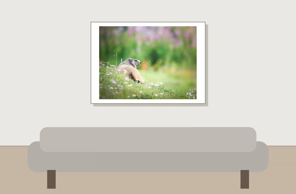 Marmota Marmota — 20250811 — 70 × 50 cm