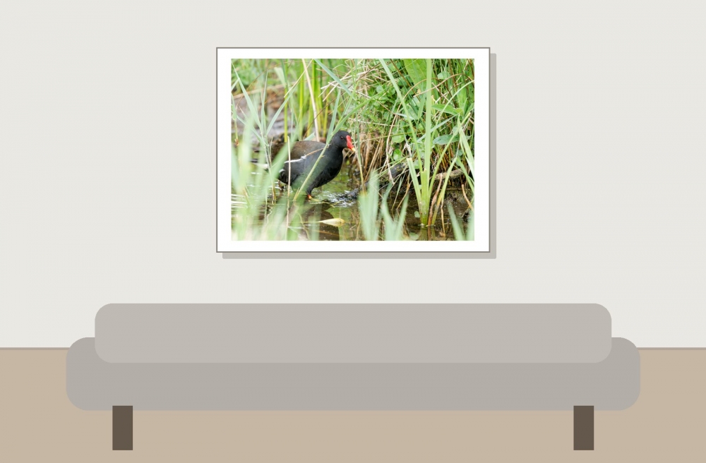 Gallinula Chloropus — 20250518 — 40 × 30 cm
