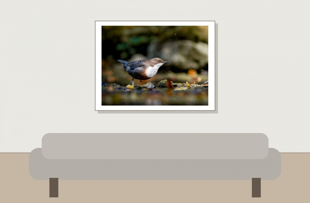 White-throated Dipper in Menétrux-en-Joux — 40 × 30 cm
