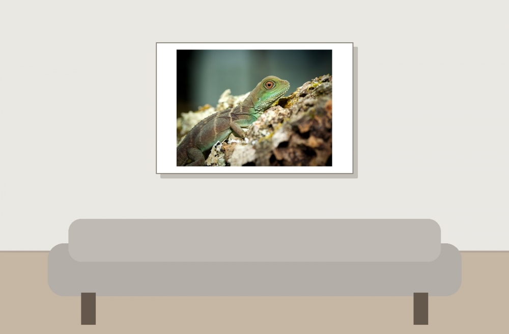 Physignathus Cocincinus — 20251115-2025-11-15 — 60 × 40 cm