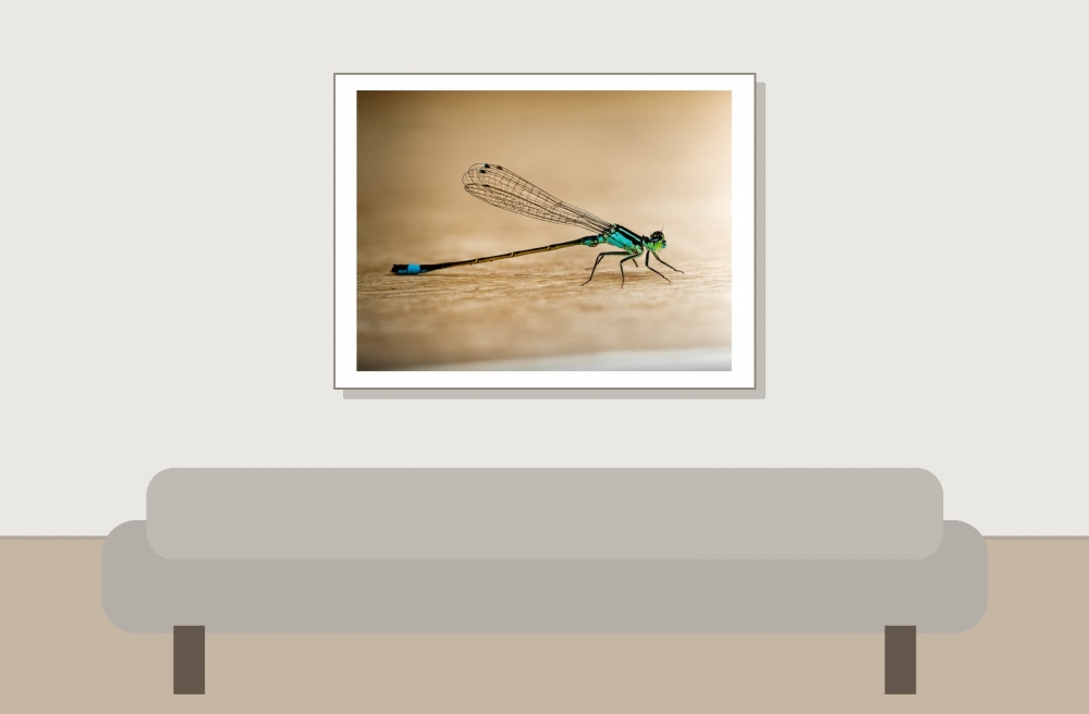 Ischnura Elegans — Mézières-en-Brenne — 40 × 30 cm