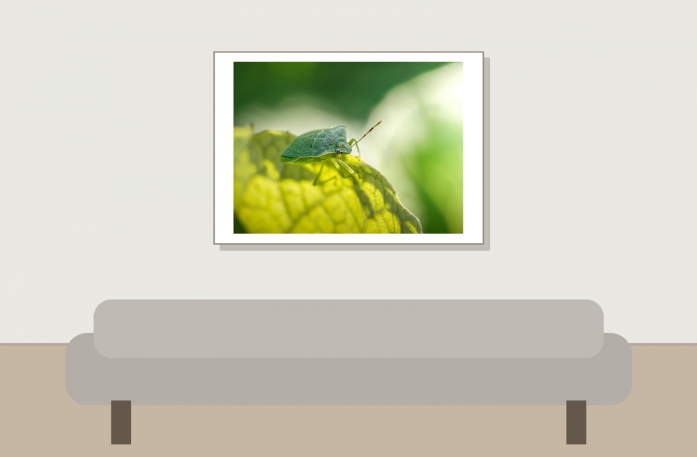 Nezara Viridula — Cheny — 70 × 50 cm