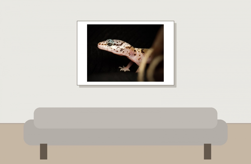 Eublepharis Macularius — 20251114-2025-11-15 — 60 × 40 cm