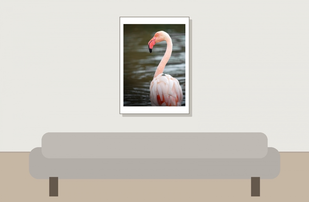 Phoenicopterus Roseus — 20251201 — 50 × 70 cm